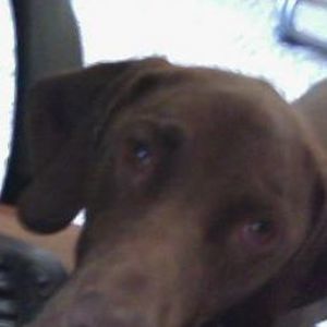 Meet your Posher, Don